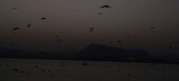 bat and nipas virus in udaipur