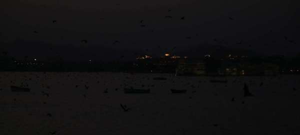 bat and nipas virus in udaipur