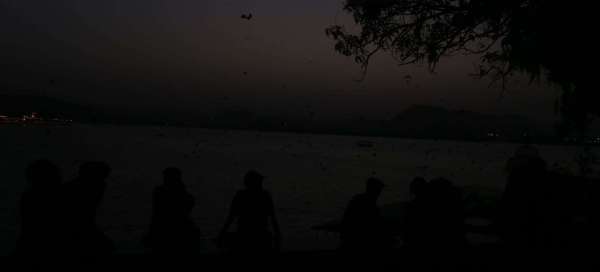 bat and nipas virus in udaipur