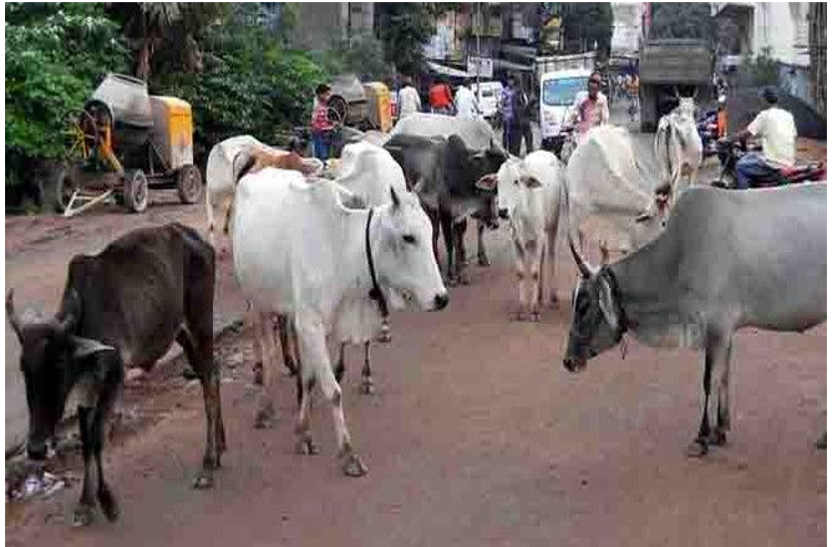 Fines against animals leaving on roads in bhilwara
