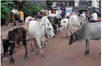 Fines against animals leaving on roads in bhilwara