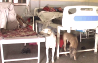 Dog in hospital