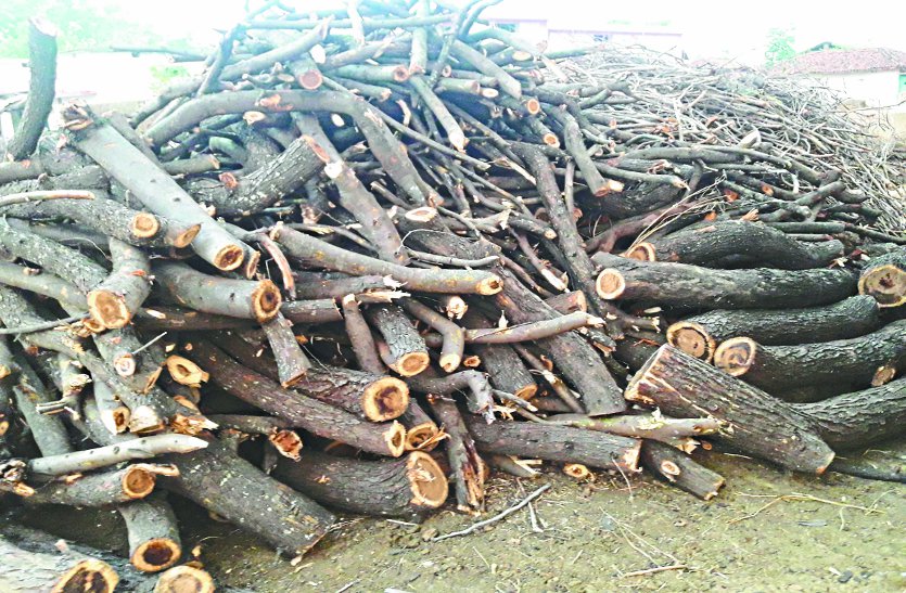 ,Illegal cutting of trees,