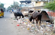 jaipur city  