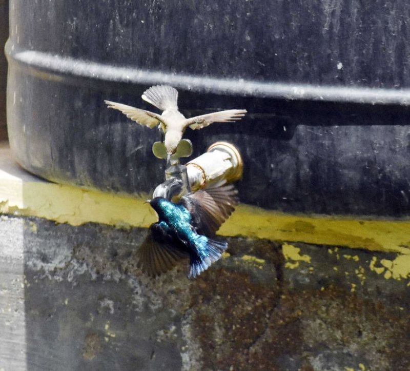 Sun will enter the Rohini Nakshatra