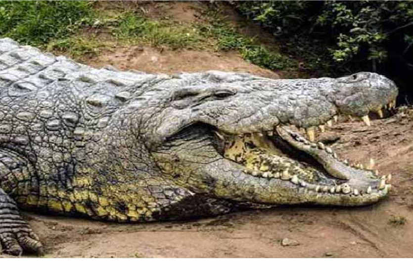 Crocodile came to the farm in bhilwara