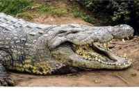 Crocodile came to the farm in bhilwara