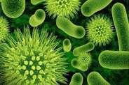 nipah virus 