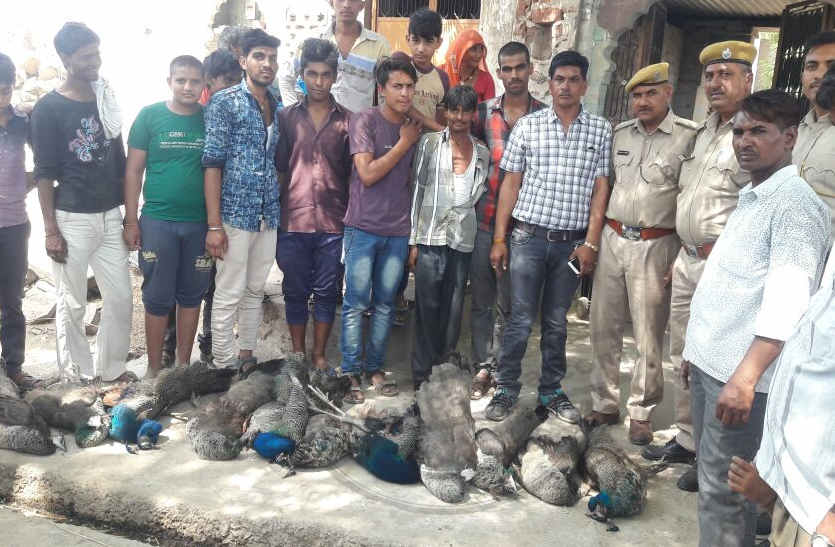 11 national birds die from sharp heat in Bhilwara