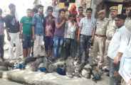 11 national birds die from sharp heat in Bhilwara