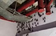 bats