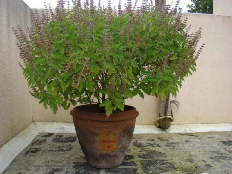 tulsi worship