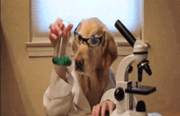 Dr Dog