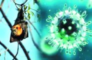 nipah