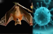 nipah