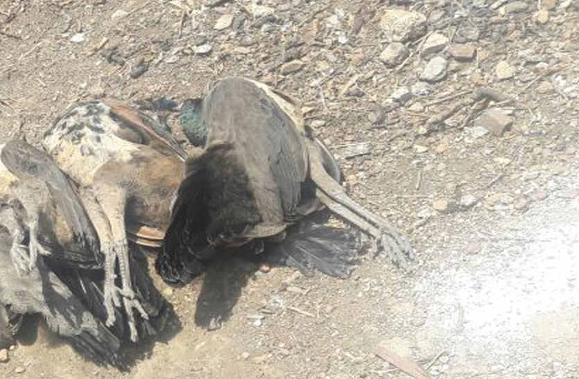 Two peacocks hunting with toxic grapes in bhilwara