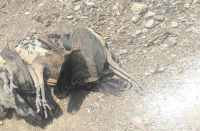 Two peacocks hunting with toxic grapes in bhilwara