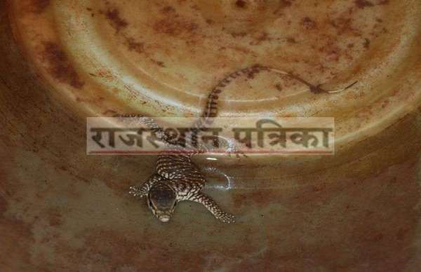 पारा 46 से उपर