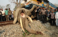 Elephant dies