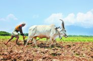 marketing cooperative society in satna madhya pradesh