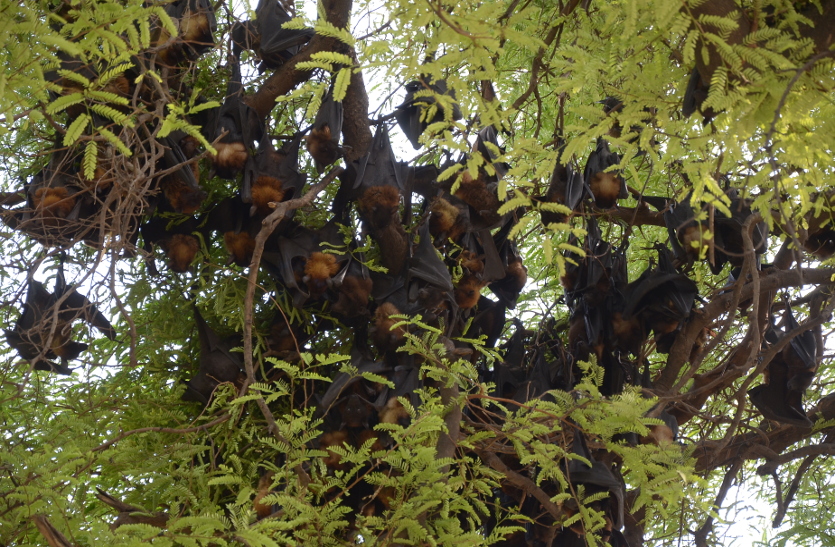 Nipah Virus News