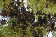 Nipah Virus News