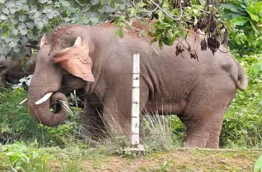 इधर 15 हाथी केन्दई जलप्रपात के पास, दोनों झुंडों के पीछे विभाग ने लगाई टीम