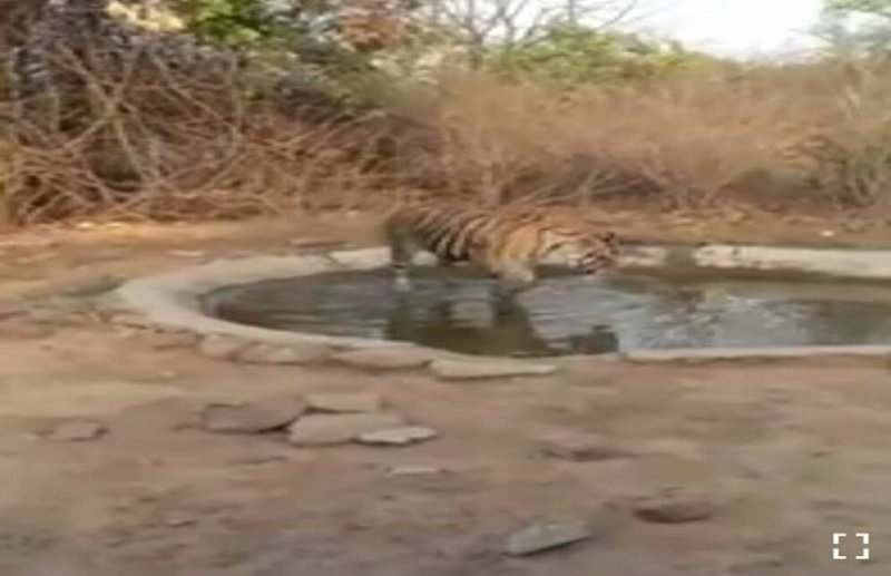 Nauradehi Wildlife Sanctuary Tigress Caller ID to be set up