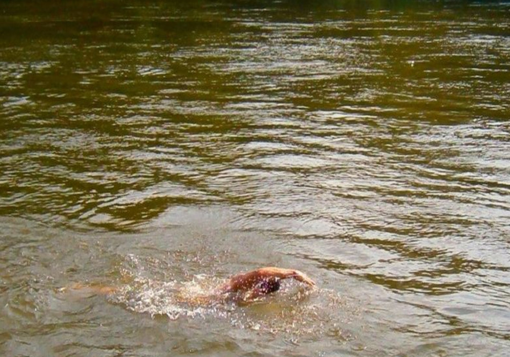 Two boy died due to drowned in Mohana river Lakhimpur Kheri news