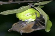 nipah virus
