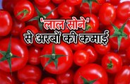 Tomato