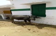moradabad