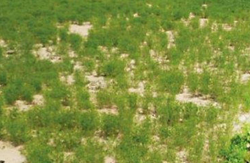 Deteriorating health of soil