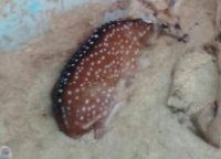 Chhattal hunting in Naurojabad