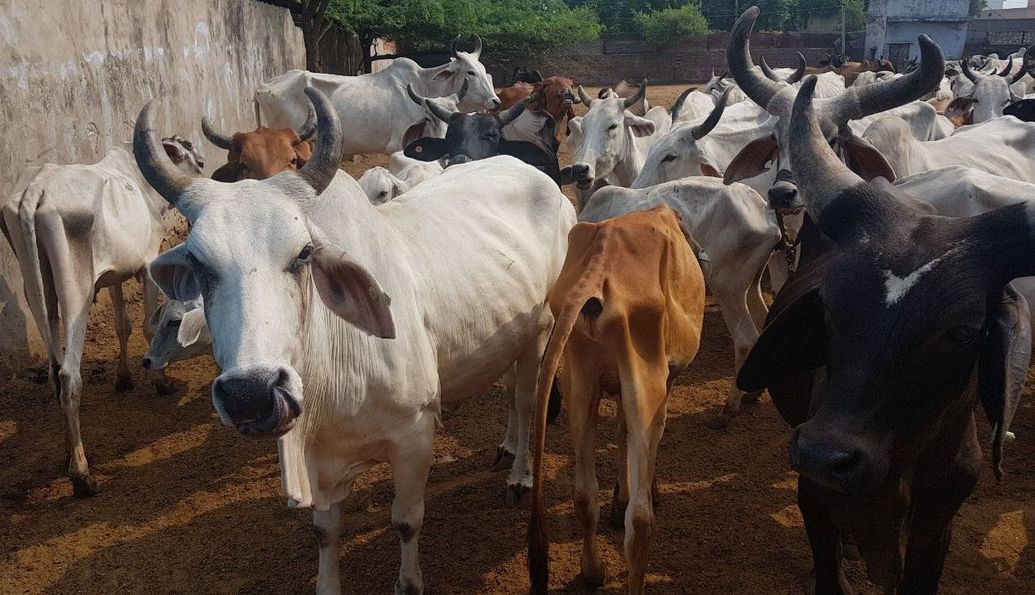 Monetary fund to cow houses of alwar