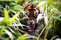 Fight between young man and tigress