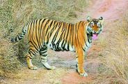 Sariska Tigress st-5 not yet found after installing 500 cameras