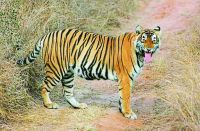 Sariska Tigress st-5 not yet found after installing 500 cameras