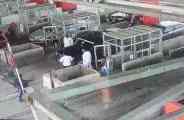 toll