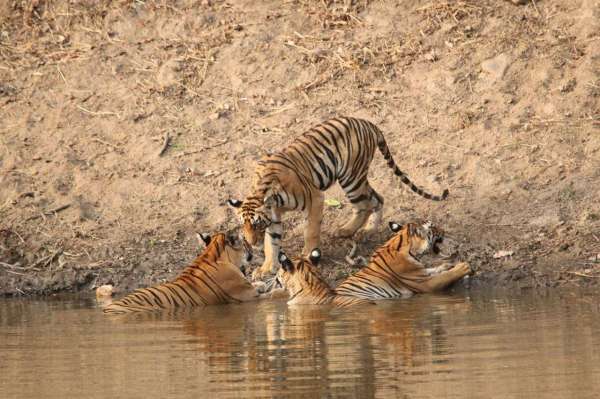 see tiger in pictures, kanha national park, photo gallery