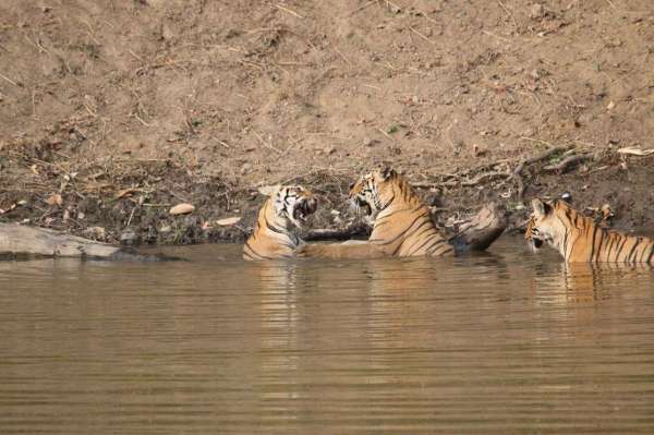 see tiger in pictures, kanha national park, photo gallery