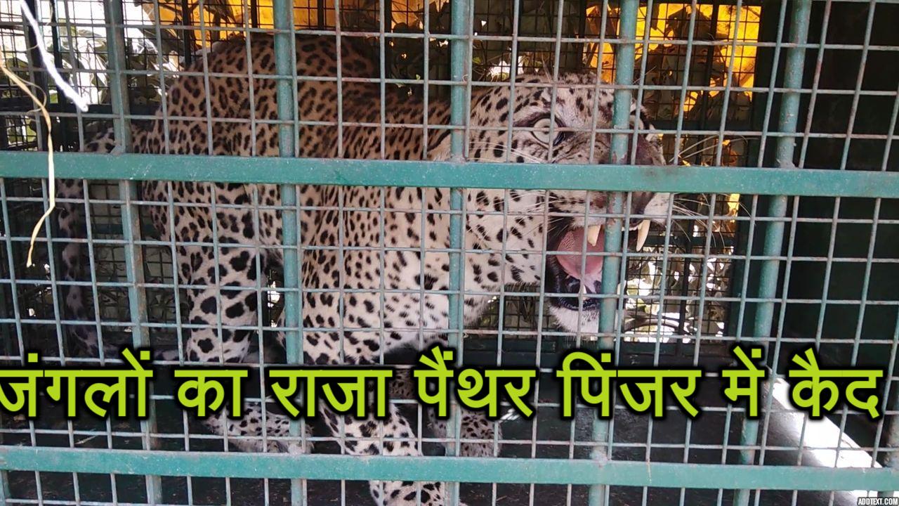 video: आतंकी Panther को हौना पड़ा कैद, तबाही की एक दहाड़ ने उड़ा रखी थी लोगों की नींद
