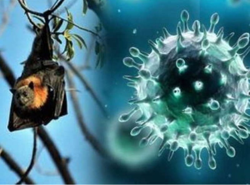 nipah virus