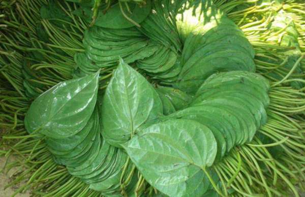 betel leaves