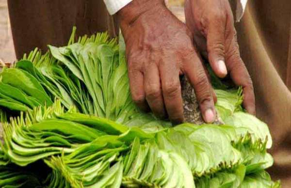 betel leaves