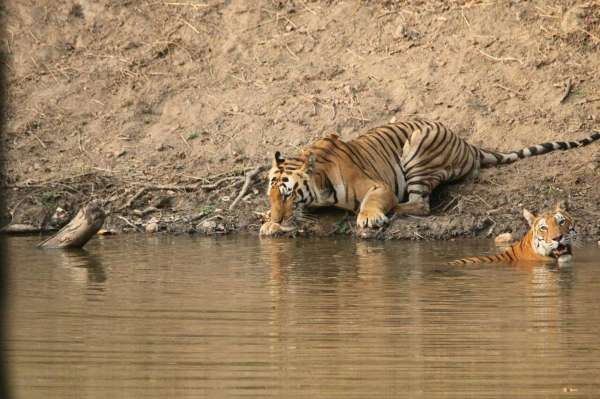 see tiger in pictures, kanha national park, photo gallery
