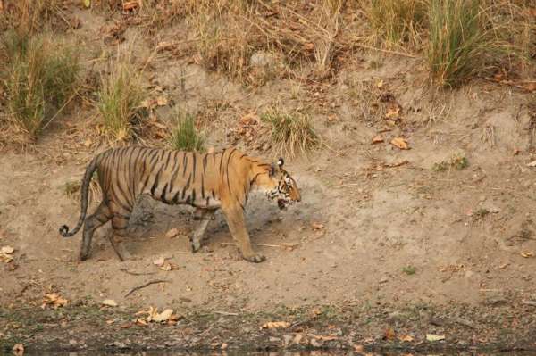 see tiger in pictures, kanha national park, photo gallery