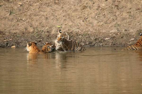see tiger in pictures, kanha national park, photo gallery