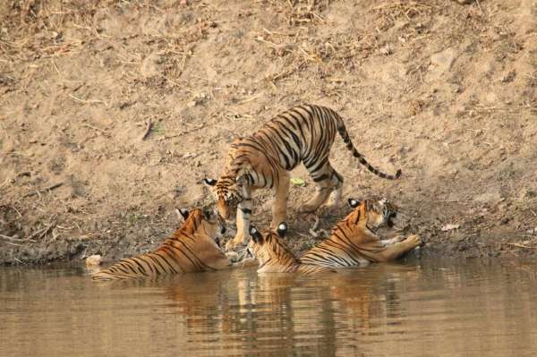 see tiger in pictures, kanha national park, photo gallery