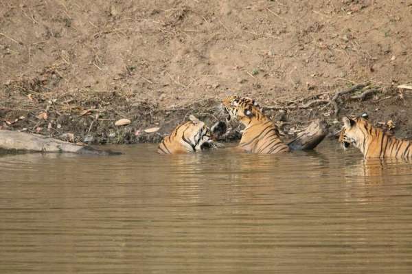 see tiger in pictures, kanha national park, photo gallery